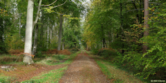 Forêt d'Arques (Route forestière)