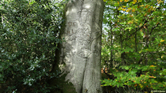 Forêt d'Arques (Porteuse d'Eau)