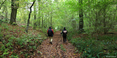 Forêt d'Arques (Chemin)