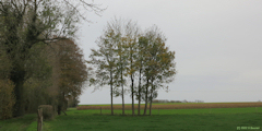 Saint Jacques d'Aliermont (Six Arbres)
