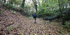 Forêt d'Eawy (Chemin 1)