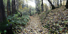 Forêt d'Eawy (Chemin 2)