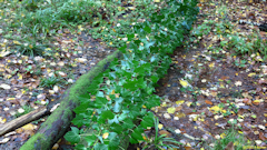 Forêt d'Eawy (Lierre)