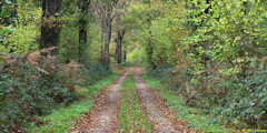 Forêt d'Eawy (Route forestière)
