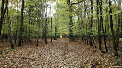 Forêt d'Eawy (Chemin 3)