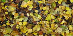 Forêt d'Eawy (Feuilles)