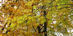 Hautot sur Mer (Automne 1)