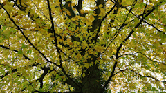 Offranville (Automne)