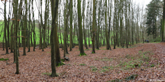 Saint Valery en Caux (Bois)