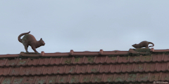 Saint Valery en Caux (Chat, Rat)