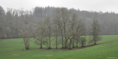 Val de Saâne (Prairie)