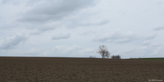 Bouville (Arbres)