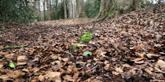 Villers Ecalles (Chemin 1)