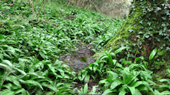 Barentin (Sentier)