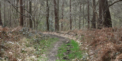 Forêt du Trait Maulévrier (Chemin 1)