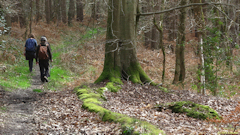 Forêt du Trait Maulévrier (Hêtre)