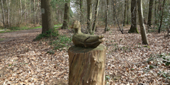 Forêt du Trait Maulévrier (Le Trait)