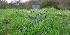 Saint Paër (Muscari)