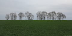 Saint Paër (Arbres)