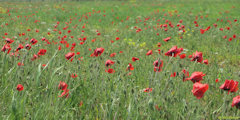 Ault (Coquelicots 1)