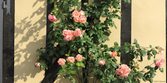 Pendé (Rosier)