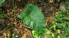 Hautot sur Mer (Feuille)