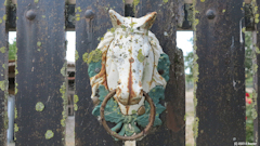Cayeux sur Mer (Cheval)