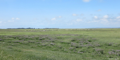 Baie de Somme (Moutons)