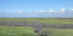 Baie de Somme (Lilas des Mers)