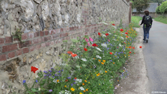 Saint Pierre en Port (Fleurs 1)
