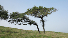 Varengeville sur Mer (Chênes)