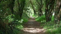 Sainte Marguerite sur Mer (Chemin)