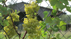 Longueil (Raisin)