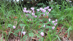 Bourg-Dun (Cyclamen)