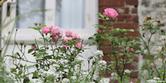 Bourg-Dun (Roses)