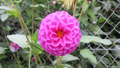 Bourg-Dun (Dahlia)