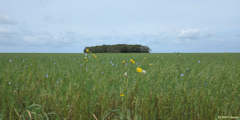 La Chapelle sur Dun (Bois Fardan)