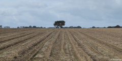 La Chapelle sur Dun (Arbre)