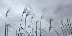 Saint Pierre le Vieux (Miscanthus)