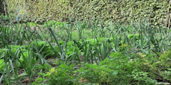 Ermenouville (Potager)