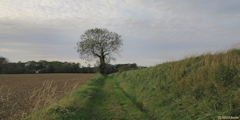 Houdetot (Arbre)