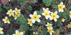 Houdetot (Bidens)