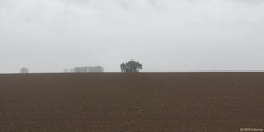 Sainte Colombe (Arbre)