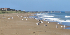 Mervillle-Franceville-Plage (Goélands)