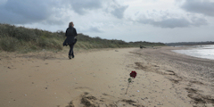 Mervillle-Franceville-Plage (Rose)