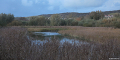 Le Tréport (Roselière)