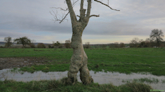 Bully (Arbre Marcheur)
