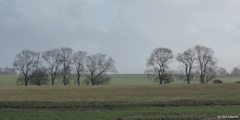 Saint Martin le Gaillard (Arbres 1)