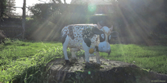 Saint Martin le Gaillard (Vache d'ornement)