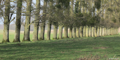 Saint Martin le Gaillard (Arbres 2)